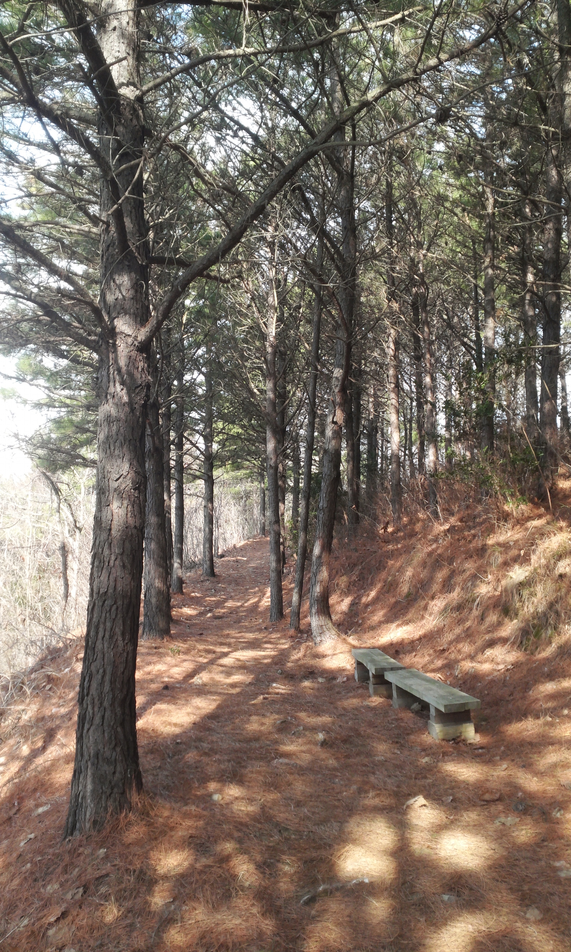 몸과 마음의 최적의 힐링로 "아리산" 첨부#12