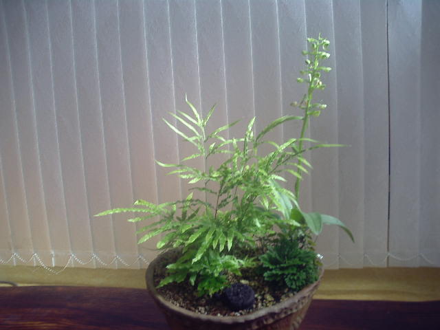 야생화모아심기 이미지