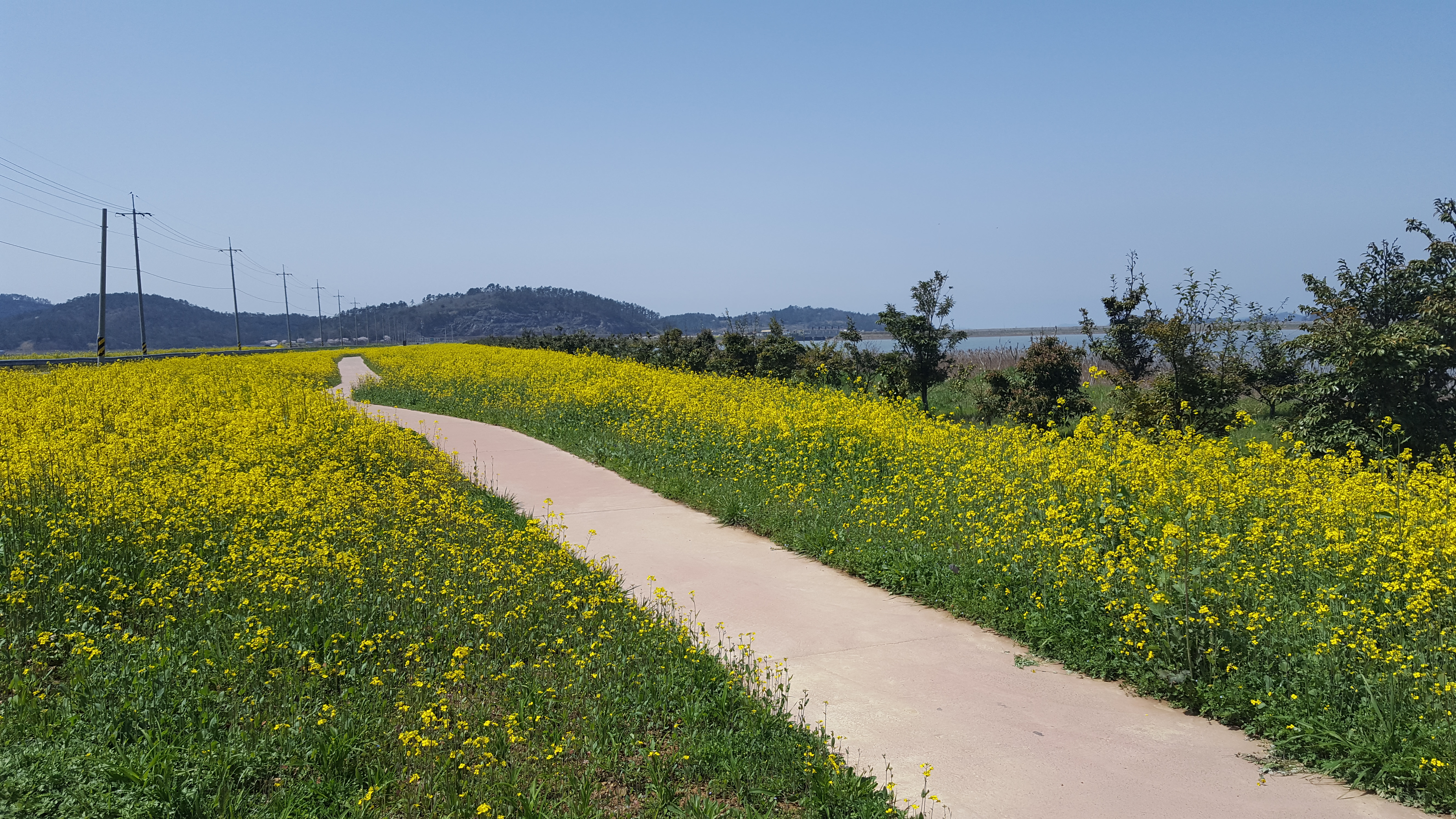 군내 전두 고니도래지 주변의 유채 이미지