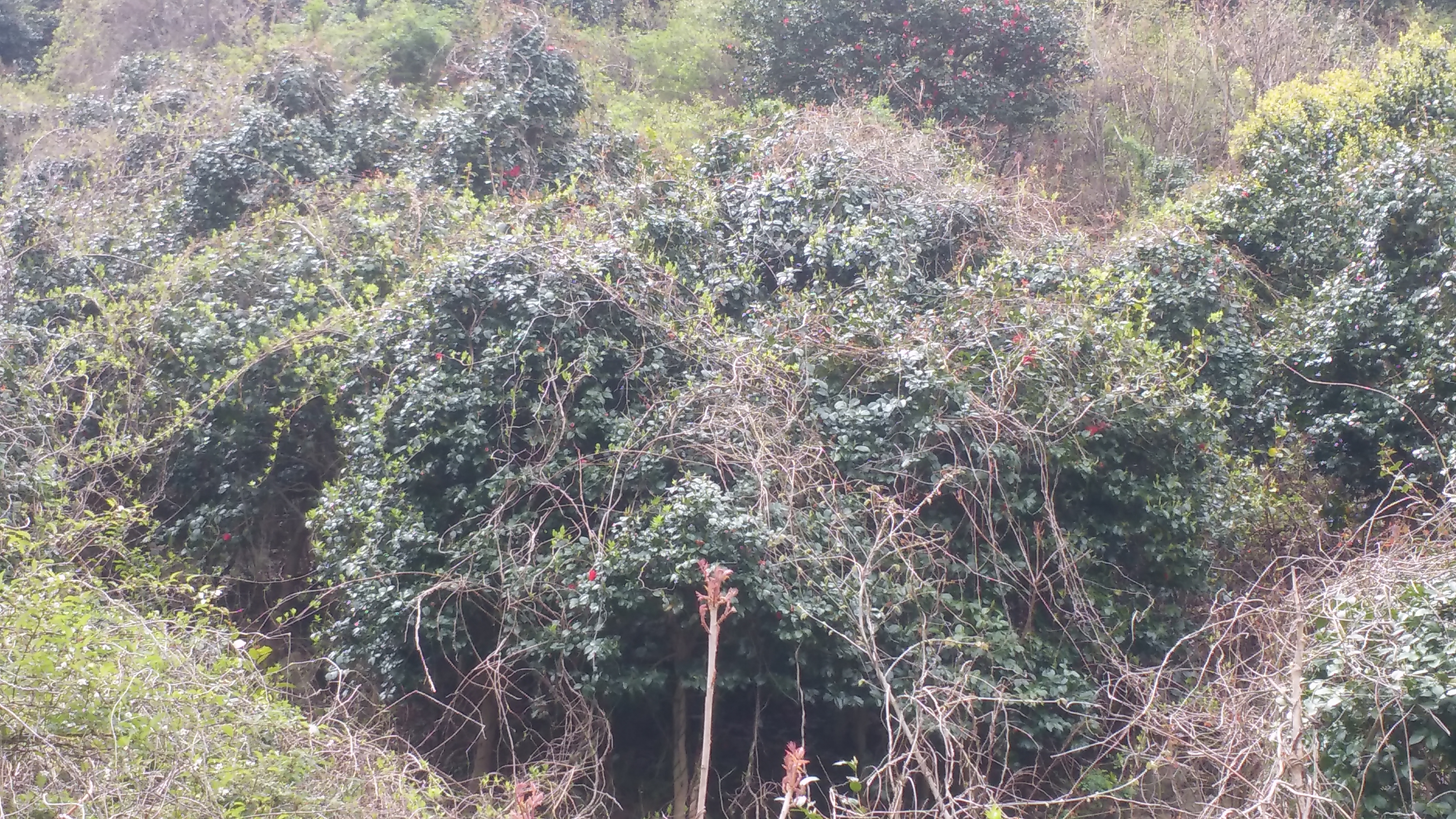 칡넝쿨로 덮여 있는 동백근락지 이미지