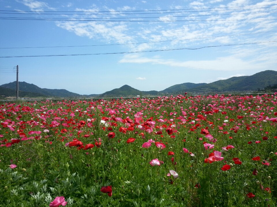 전두 한의방조제에 꽃양귀비가 활짝피었습니다. 이미지