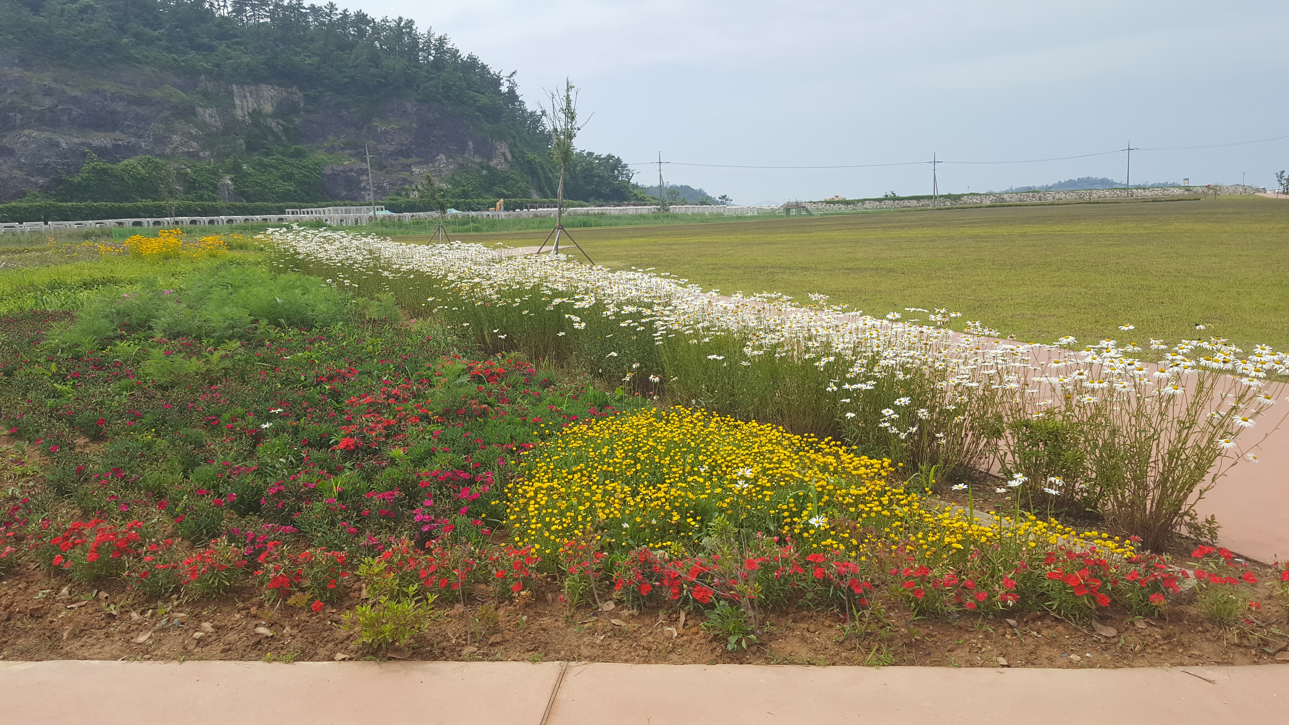 전두 백조도래지 잔디광장3 이미지