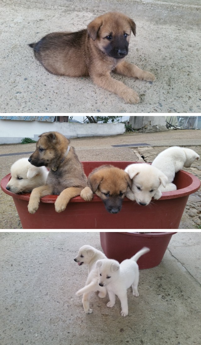 진도개 강아지 이미지