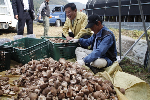 표고버섯 재배 농장 방문 첨부#3