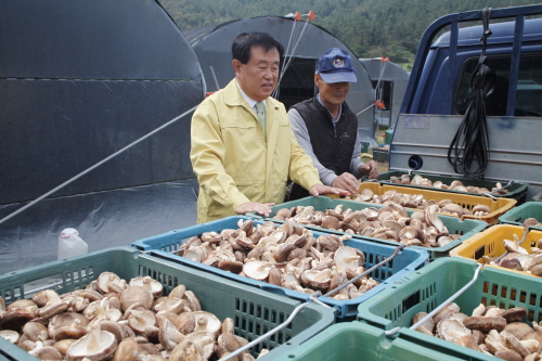 표고버섯 재배 농장 방문 첨부#4