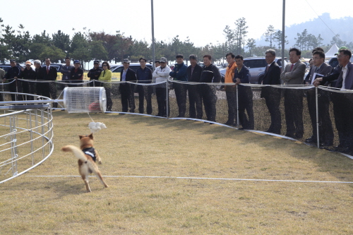 제19회 우수진도개 선발대회 첨부#2