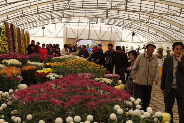 진도 국화축제 첨부#2