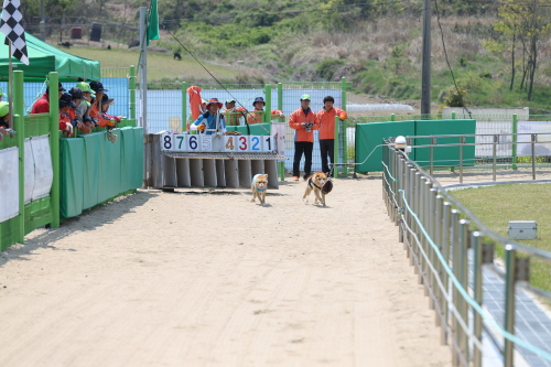 제2회 진도개의 날 첨부#6