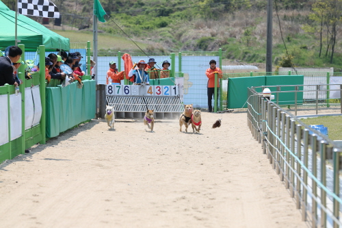 제2회 진도개의 날 첨부#9