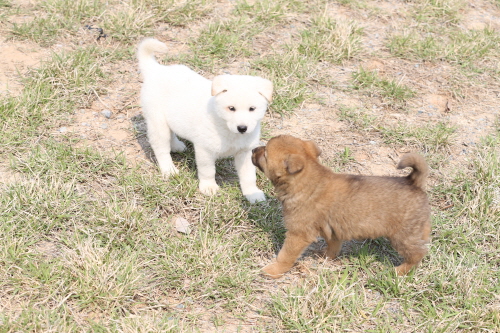 제2회 진도개의 날 첨부#14
