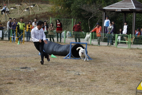 제2회 진도개어질리티 대회 첨부#2