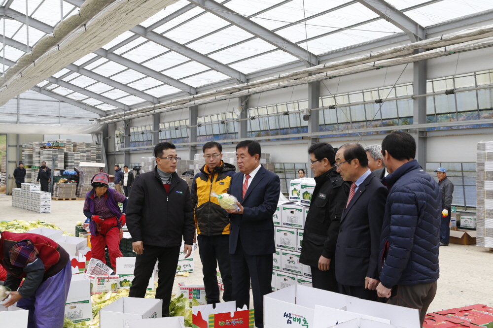 진도 쌈배추 이마트 출하 기념 이미지