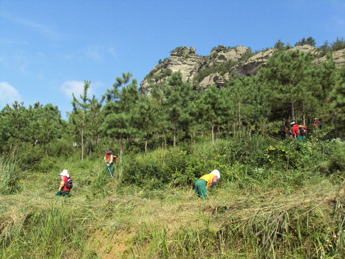 진도군, 내년에 12억 투입해 연인원 2만3,200여명 고용 창출 나서 이미지