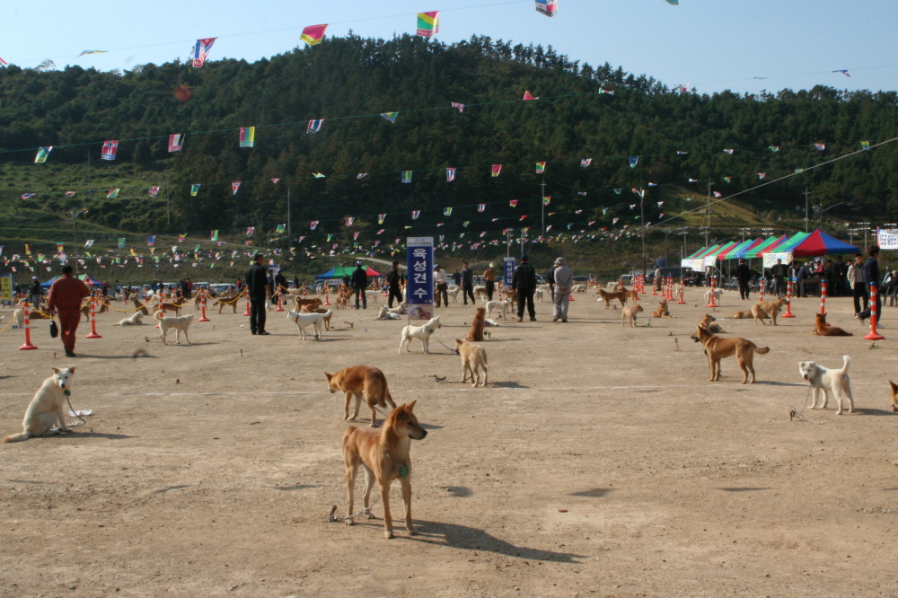 대한민국 최초 진도개 달리기 오는 31일(일) 개최 이미지