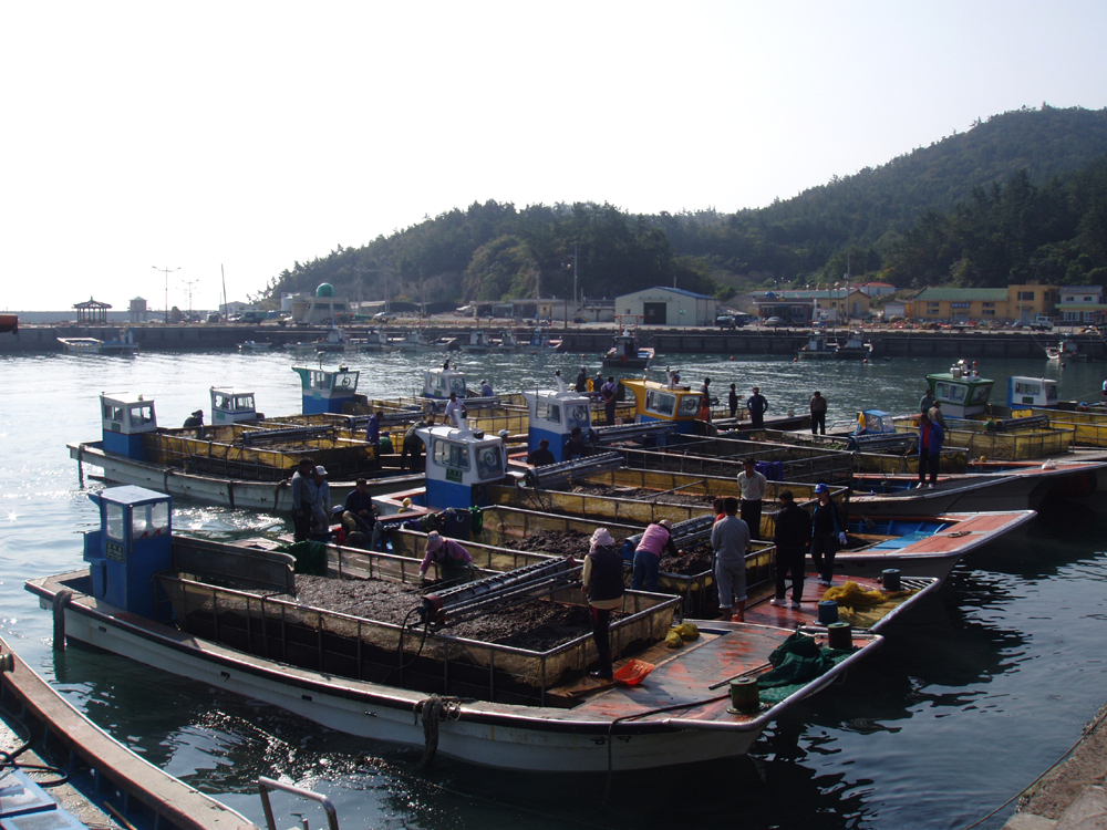 진도군, 어업인 소득 증대 위해 어장 개발·보전에 총력 이미지