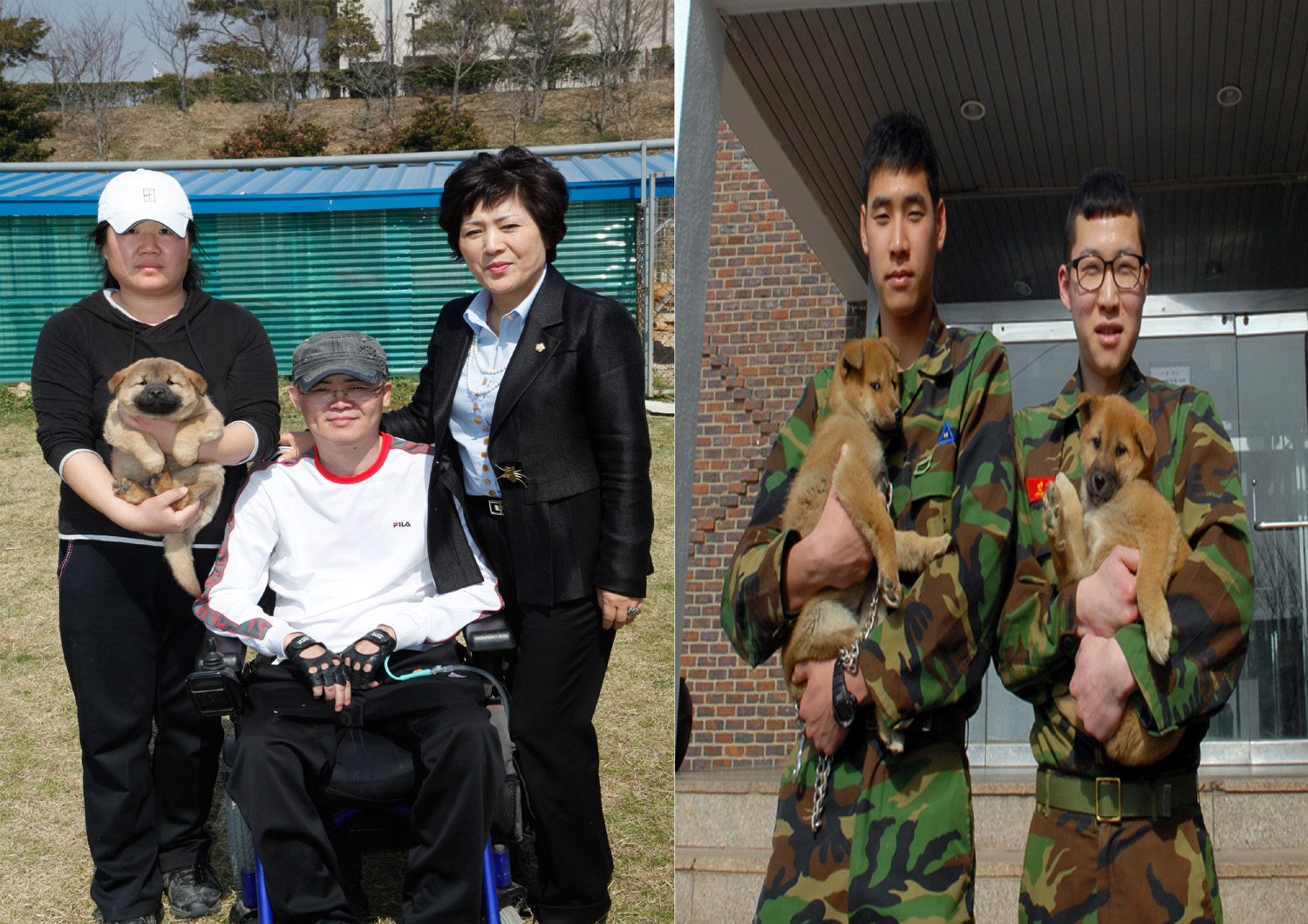 분단의 상징 백령도 ‘진도개’가 지킨다 이미지