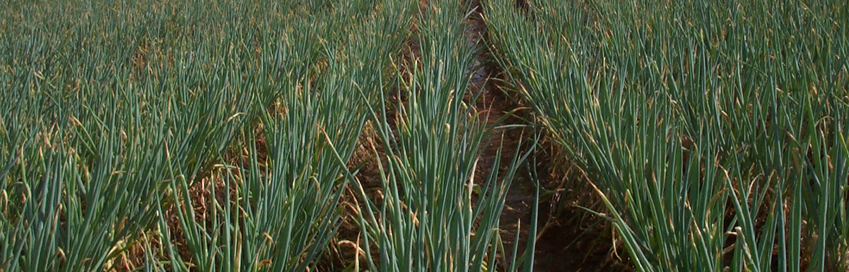 진도군 “진도대파 적정 면적만 심으세요” 이미지