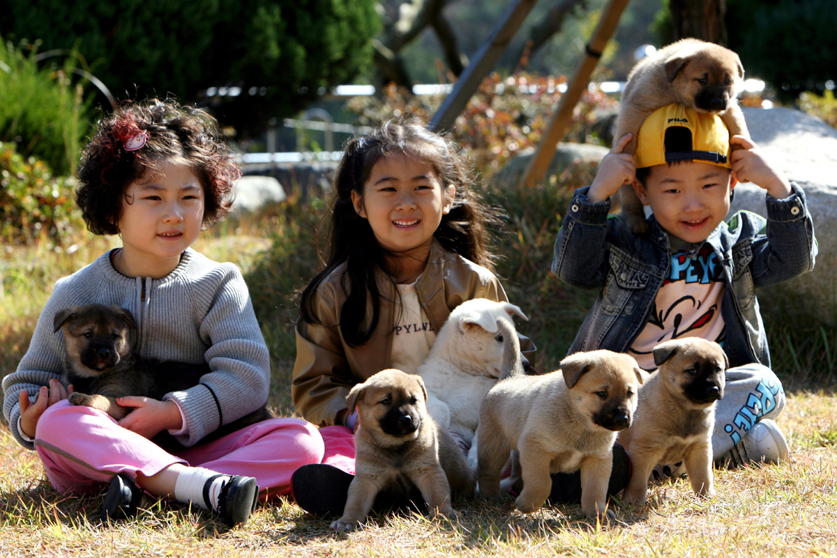 천연기념물 제53호 진도개 세계 일류 상품화 추진 이미지