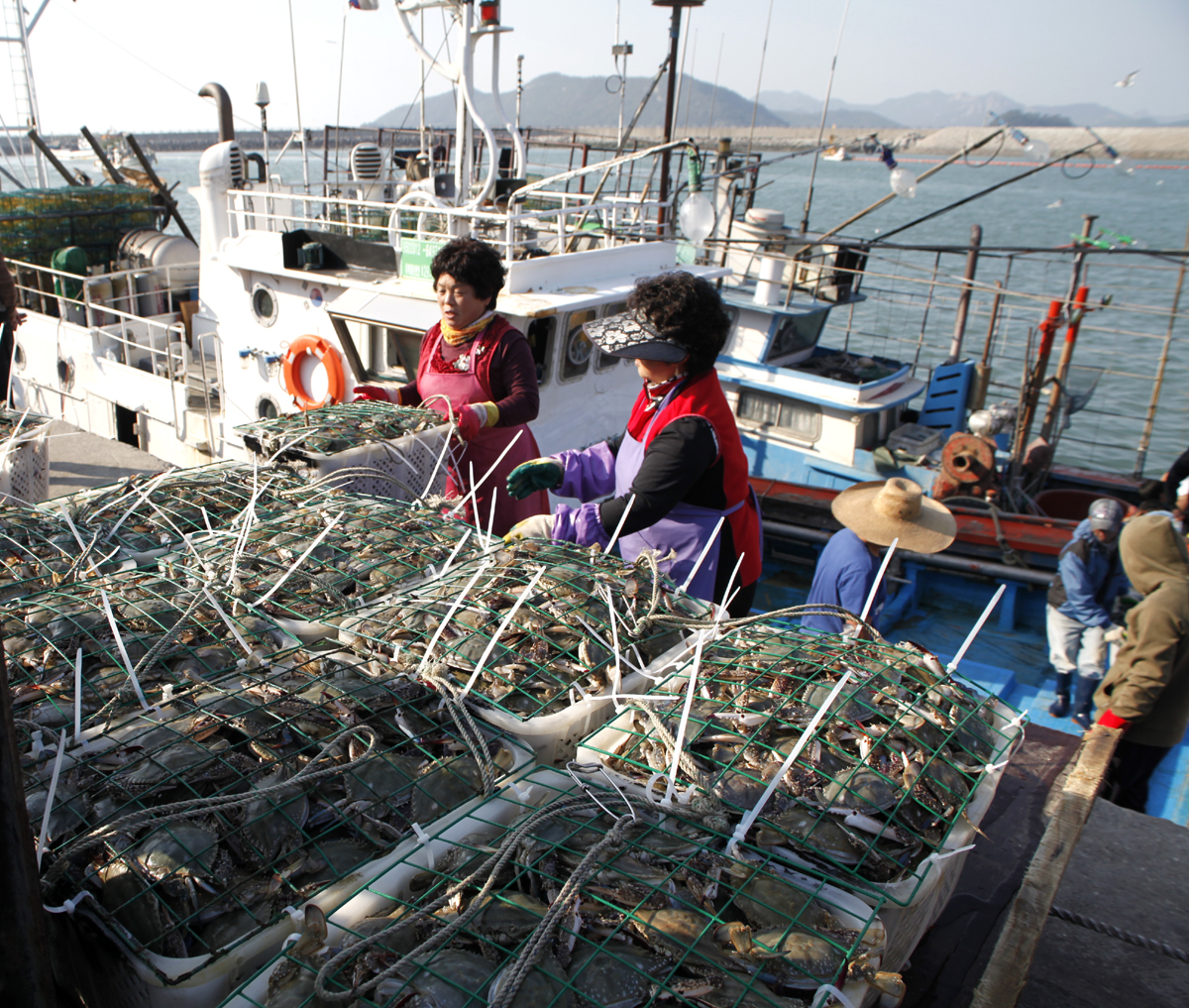 진도 앞바다 가을 꽃게 ‘풍년’ 이미지