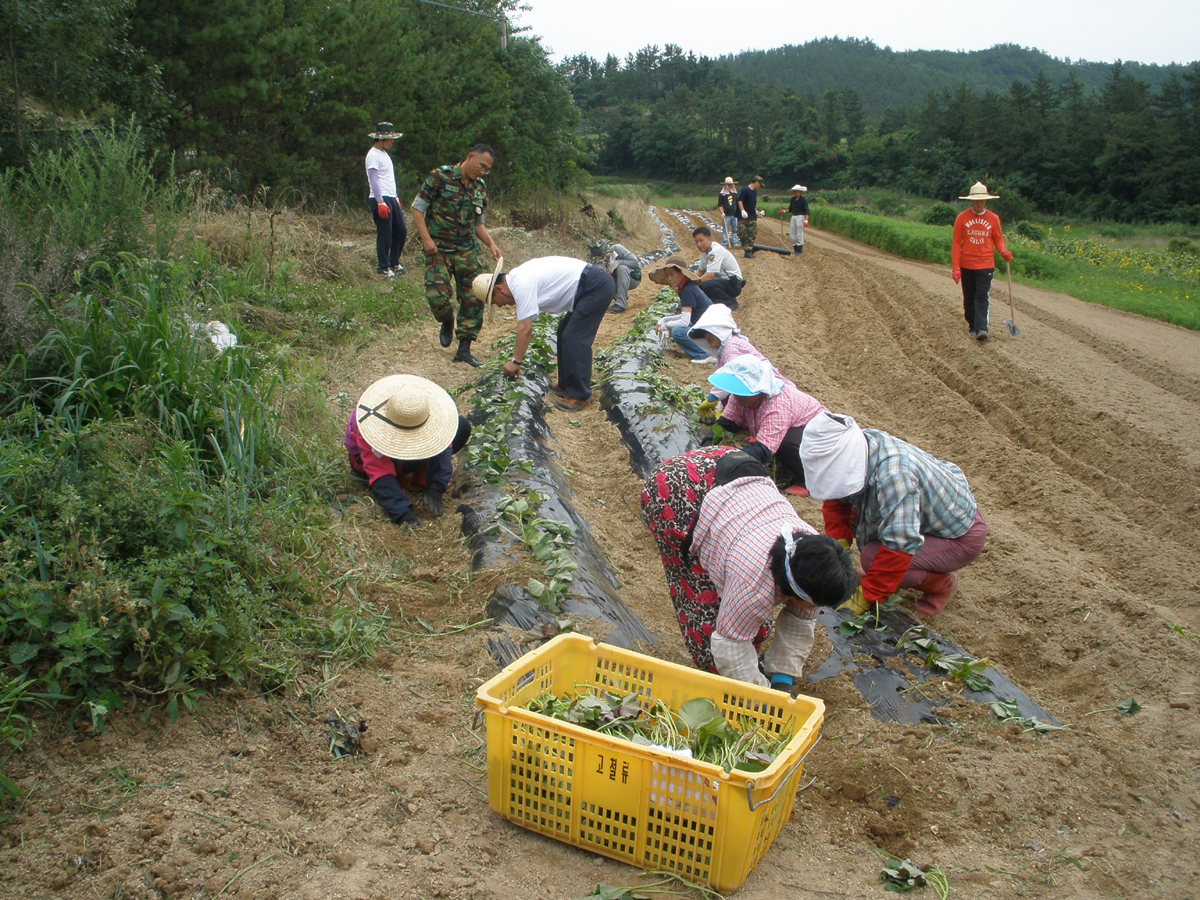 진도군 지산면, 어르신 뒷바라지 준비에 구슬땀이 뚝뚝 이미지