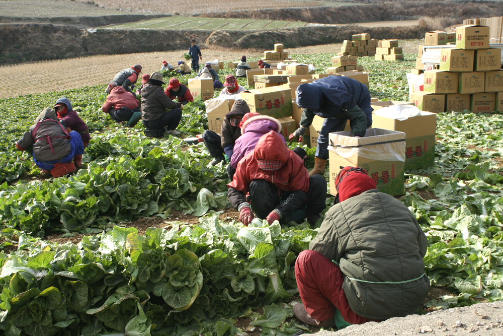 향긋한 봄이 입속으로…진도 봄동 ‘인기’ 이미지