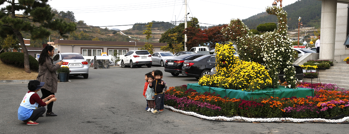 국화꽃의 향기, 진도국화작품전시회 개최 이미지