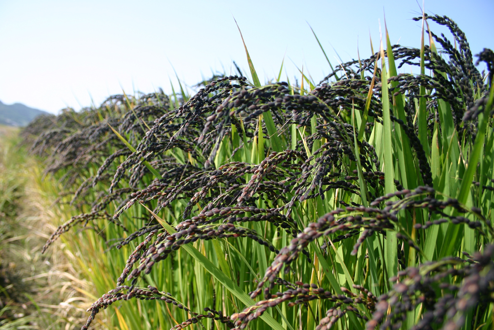 진도 경제 살리기 나선 홈앤쇼핑…9월 1일 ＇특별 판매방송＇ 이미지