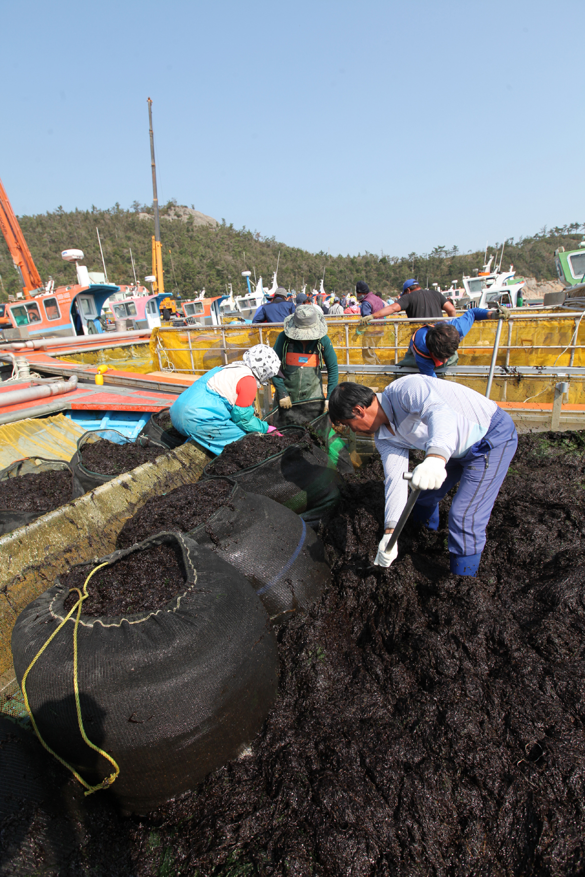 청정 진도 김 본격 출하 이미지