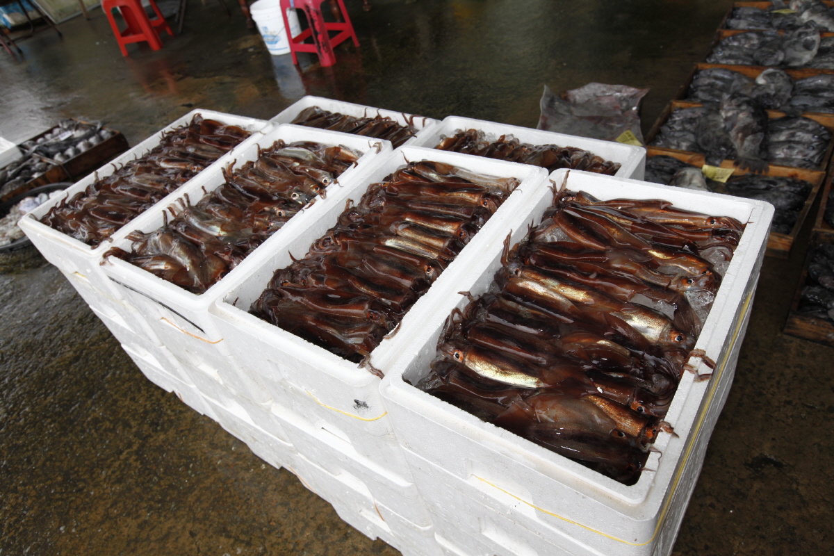 진도 서망항 오징어 풍어…항․포구 ＇활기＇ 이미지