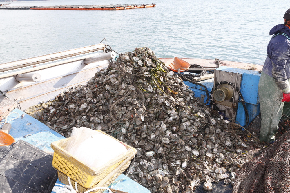 조도면 맹성리 전복폐사현장 방문 첨부#3