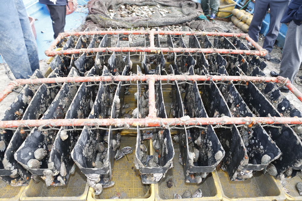 조도면 맹성리 전복폐사현장 방문 첨부#4