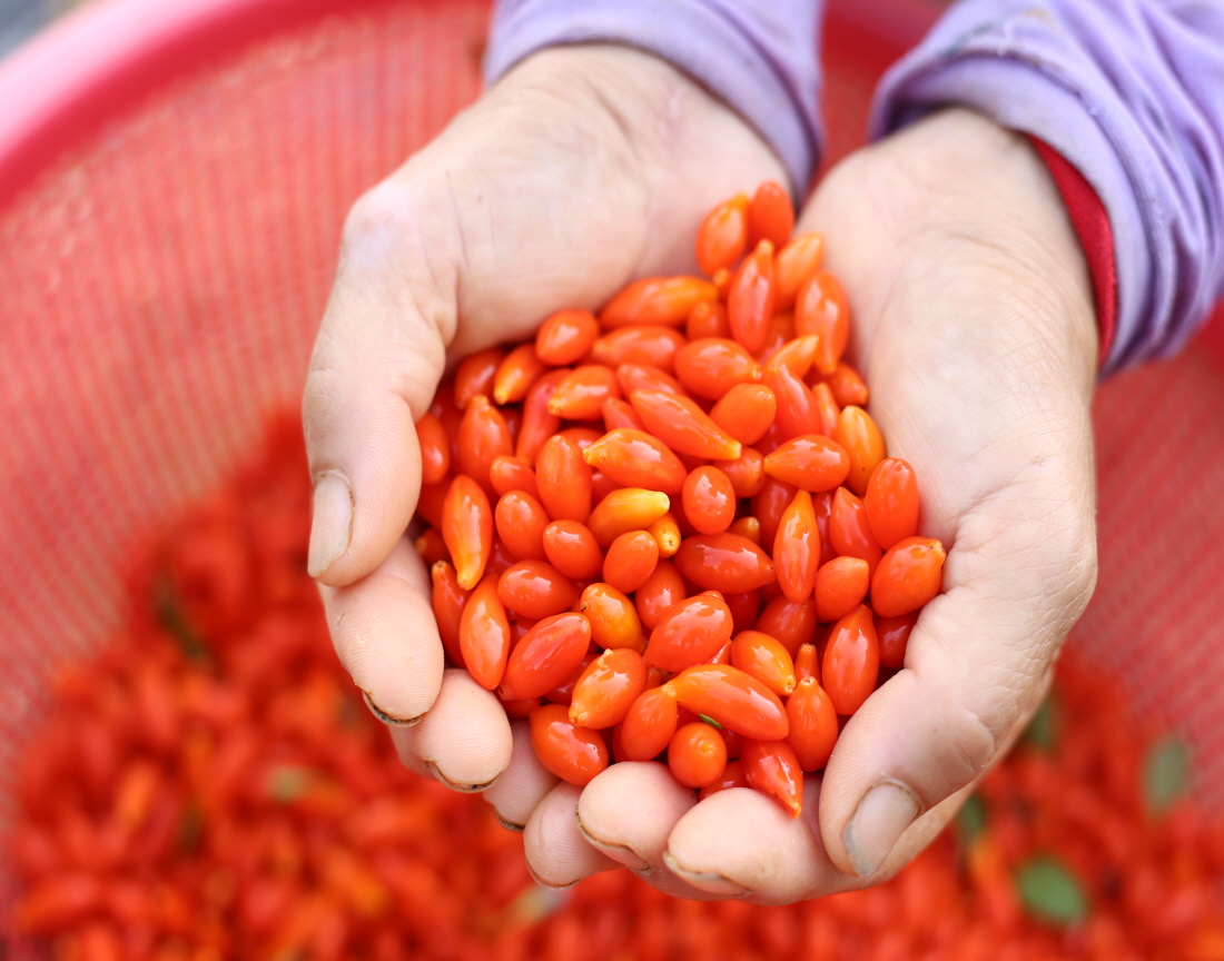 2016 진도 전국 사진 공모전 입선(어머니의삶) 첨부#1