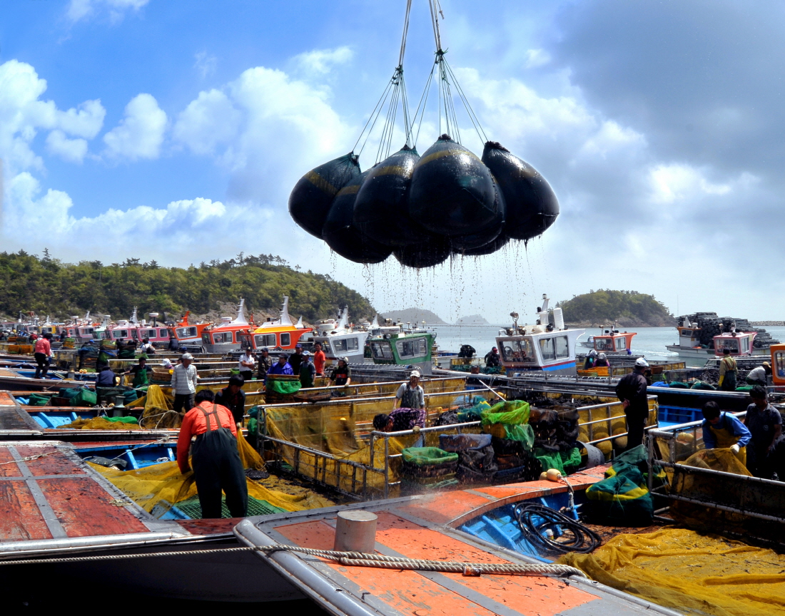 2016 진도 전국 사진 공모전 입선(물김 작업) 첨부#1