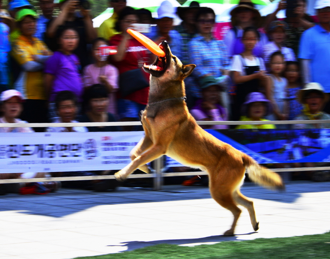 2016 진도 전국 사진 공모전 은상(진도개묘기) 첨부#1