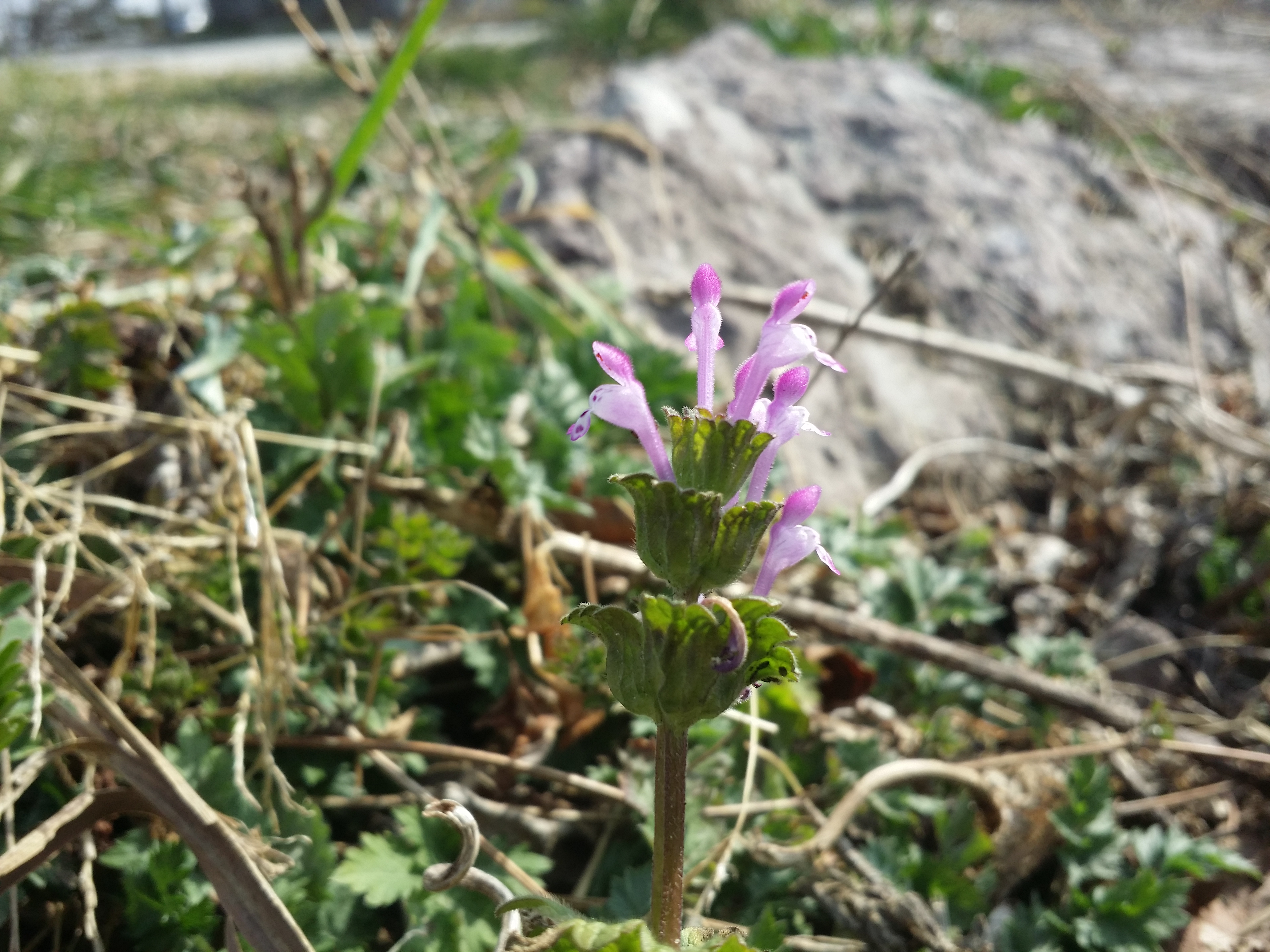 진도접도웰빙길에 야생화잔치 첨부#1