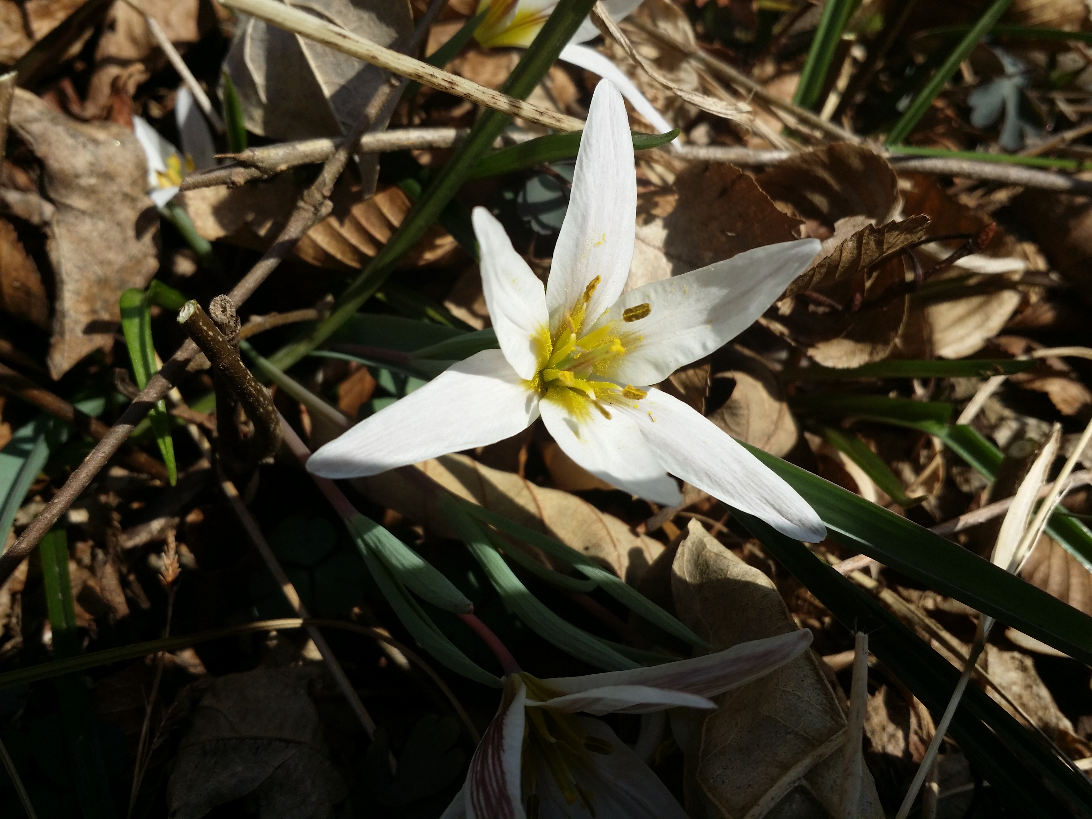 진도접도웰빙길에 야생화잔치 첨부#3