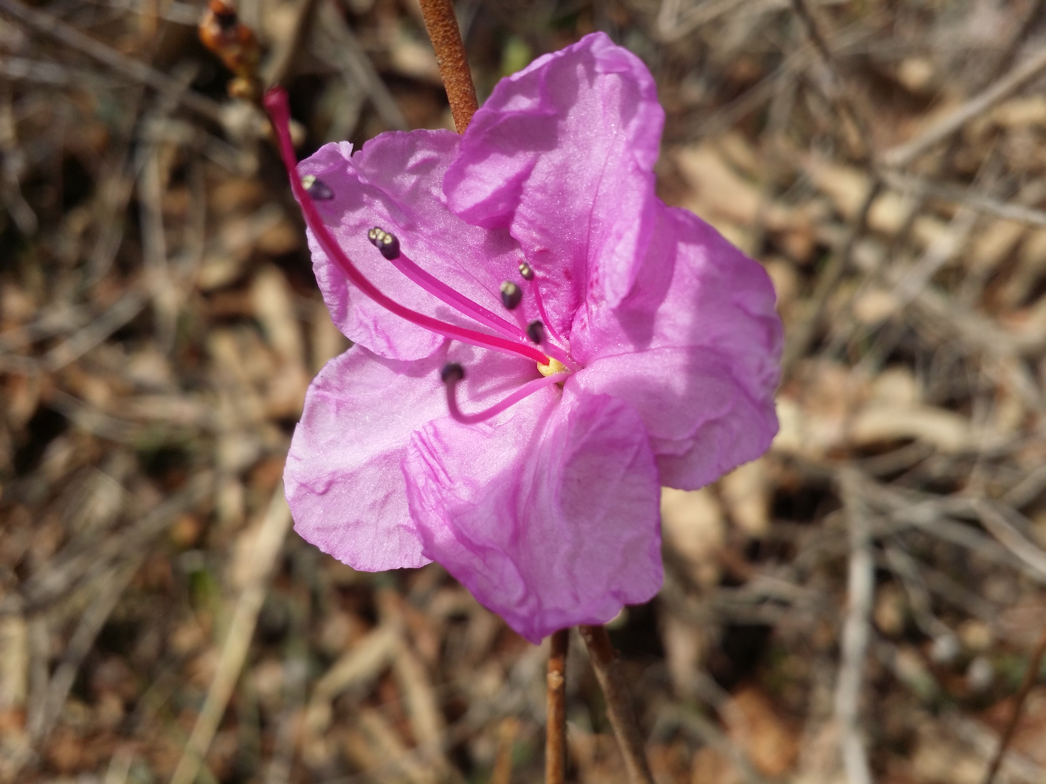 진도접도웰빙길에 야생화잔치 첨부#4