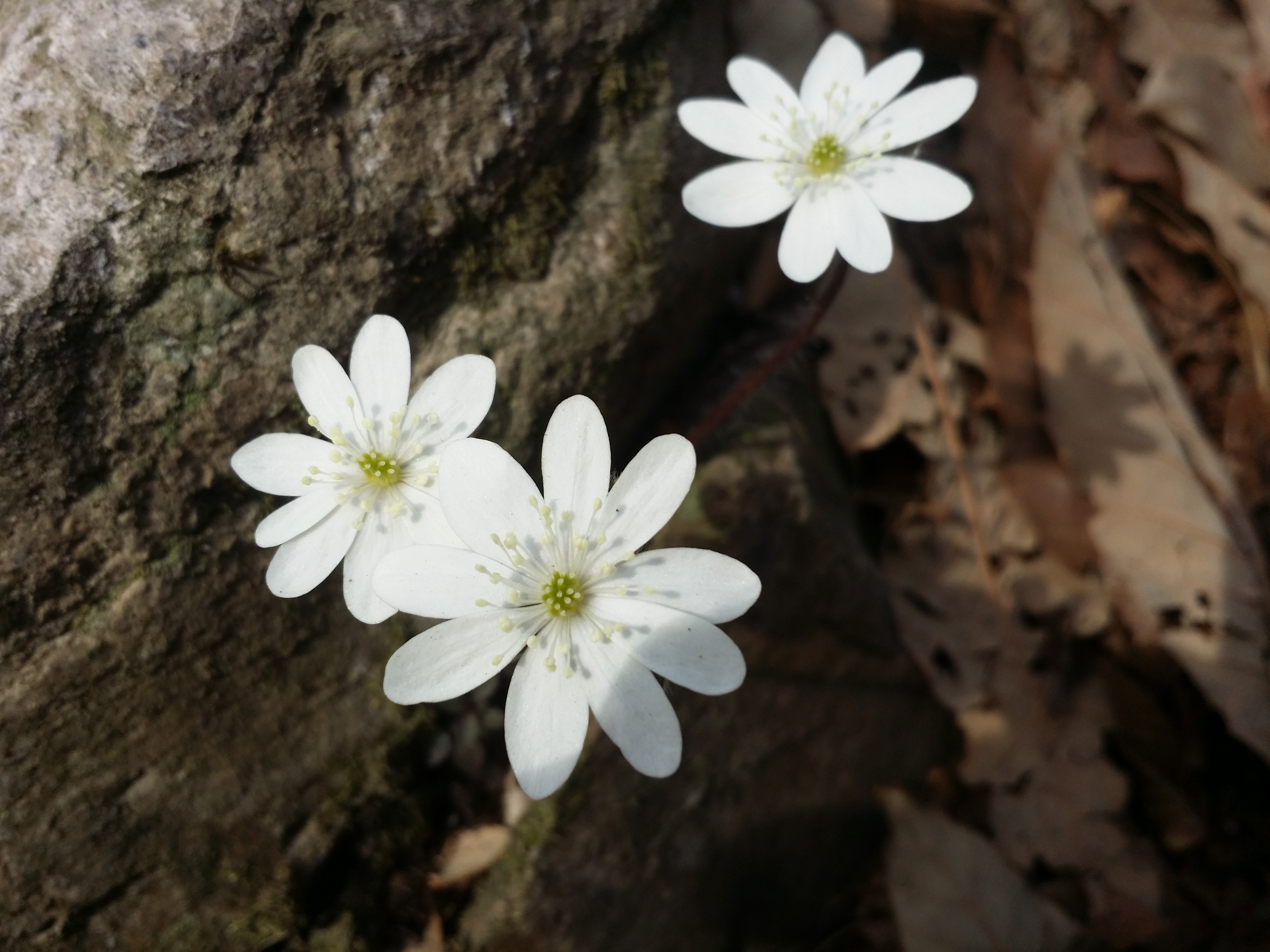 진도접도웰빙길에 야생화잔치 첨부#5