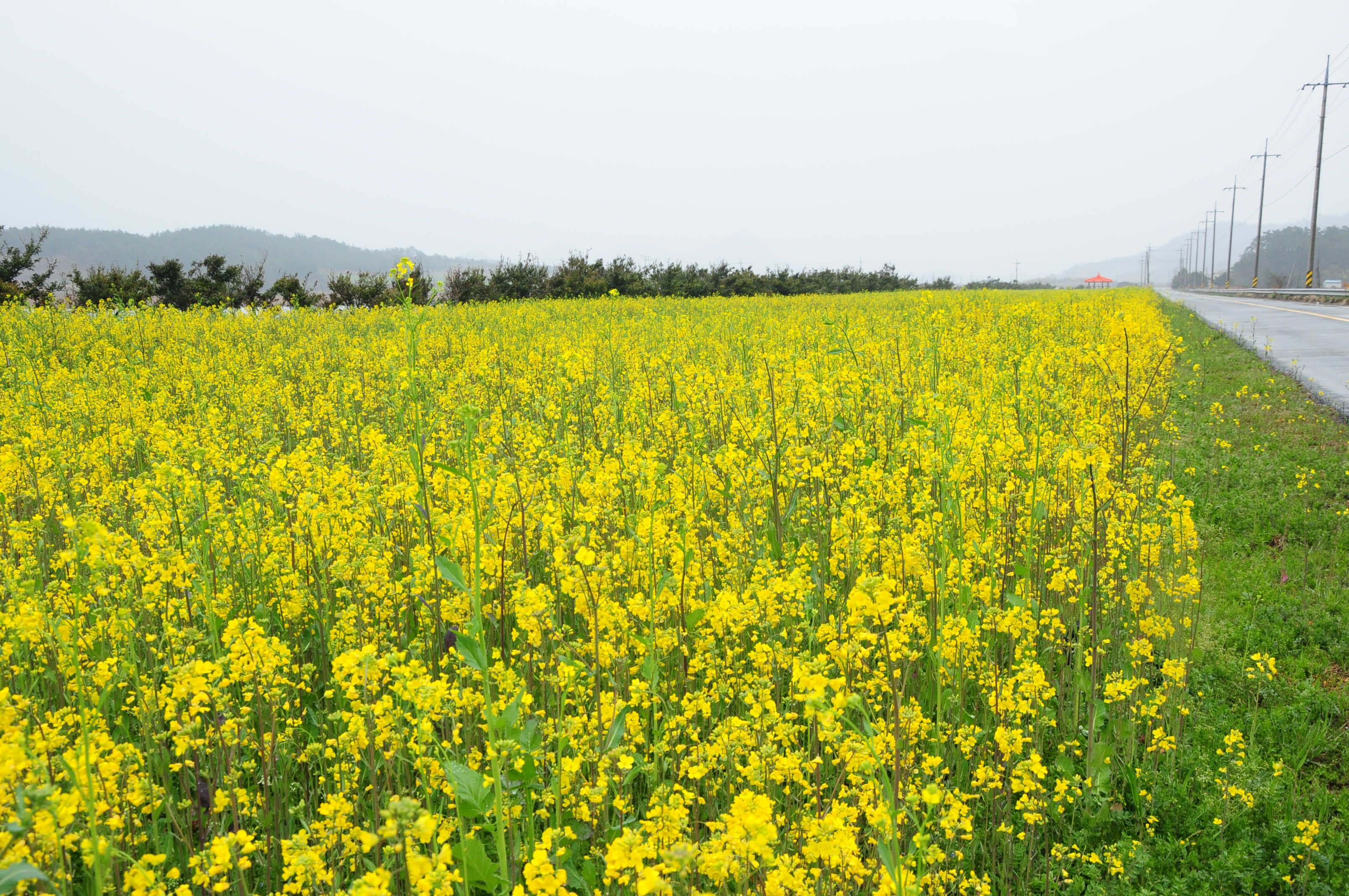 진도읍 전두~한의간 유채밭길 놀러 오세요 첨부#2