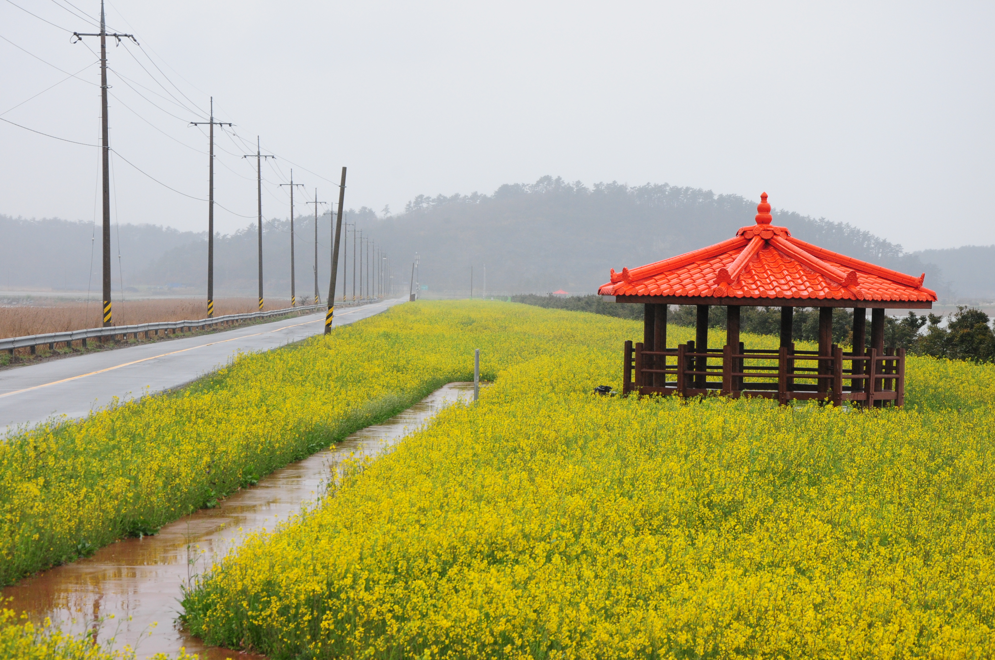 진도읍 전두~한의간 유채밭길 놀러 오세요 첨부#3