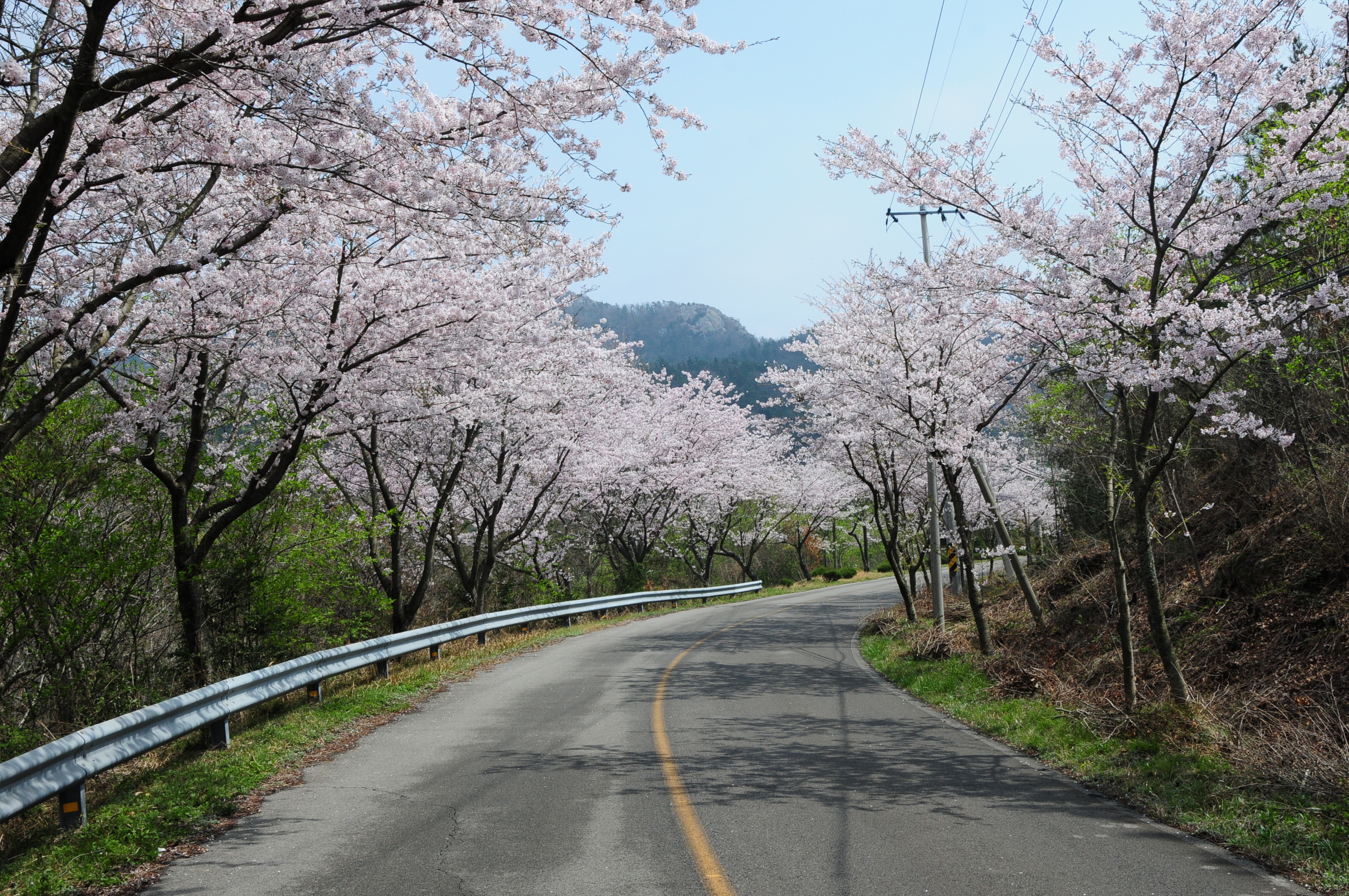 아름다운 왕벚나무길 걸어 보세요 첨부#2