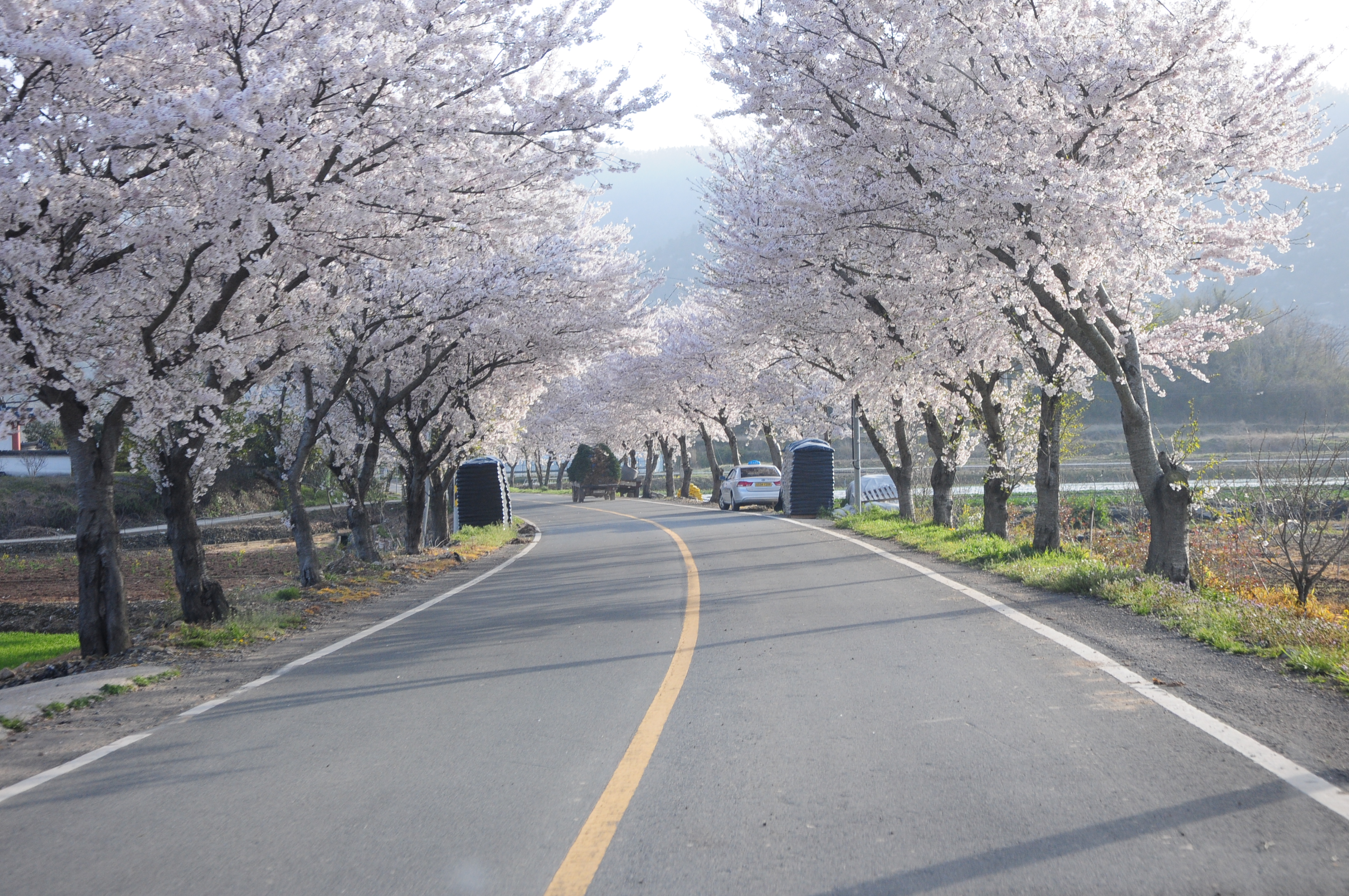 아름다운 왕벚나무길 걸어 보세요 첨부#3