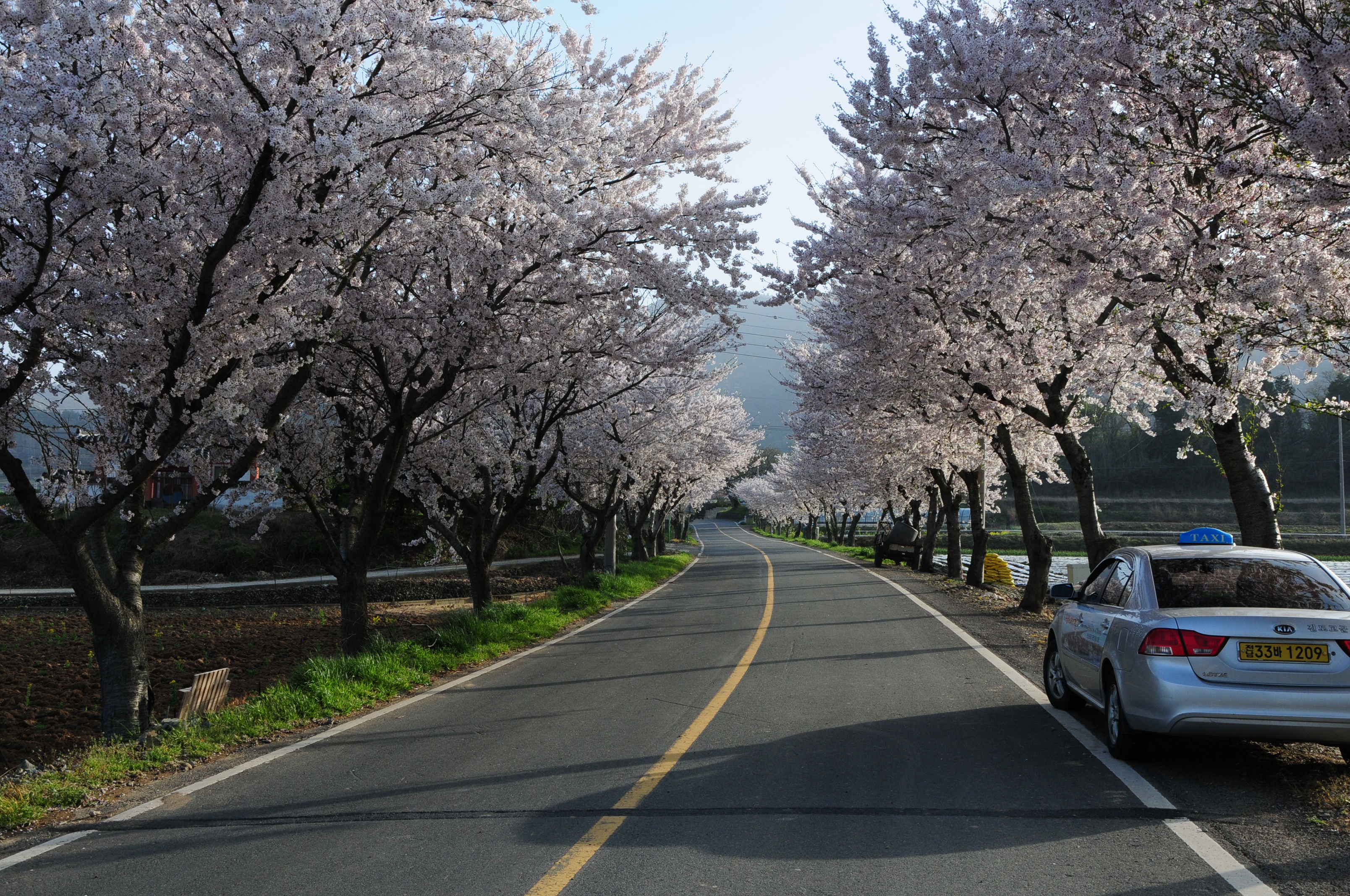 아름다운 왕벚나무길 걸어 보세요 첨부#4