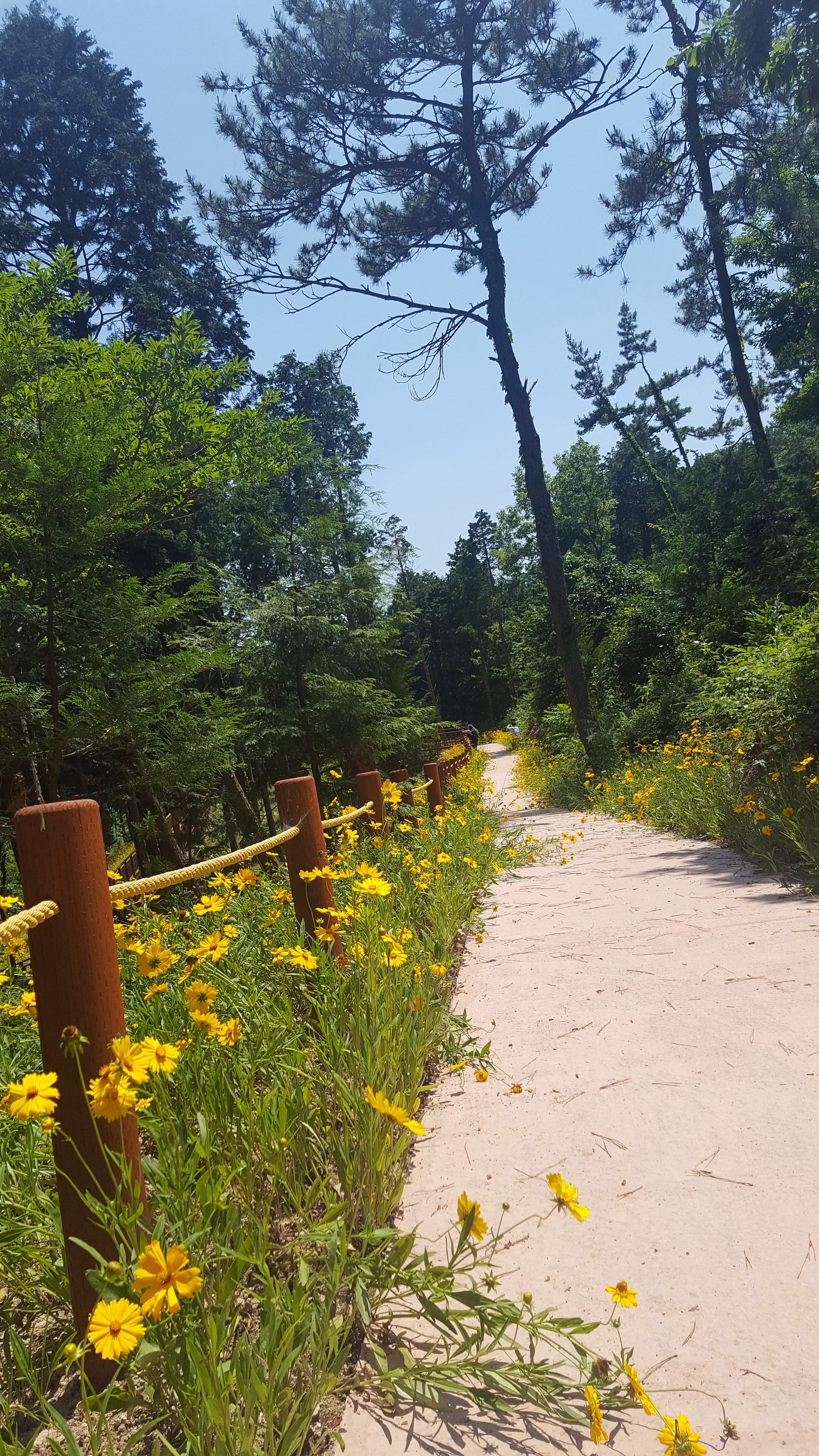 가사도생태섬과 사천 편백숲(무장애길) 첨부#3