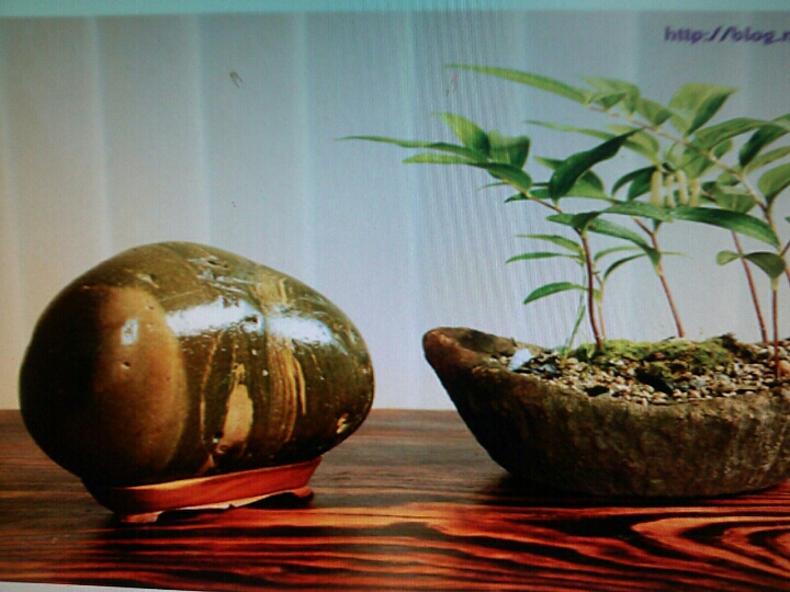 진도야생화 첨부#4