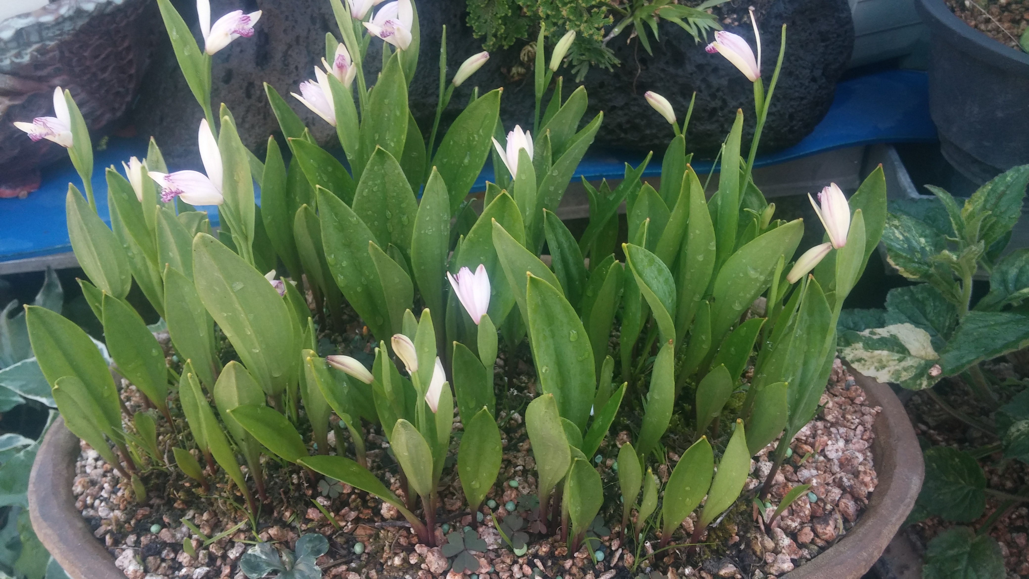 진도야생화 첨부#5