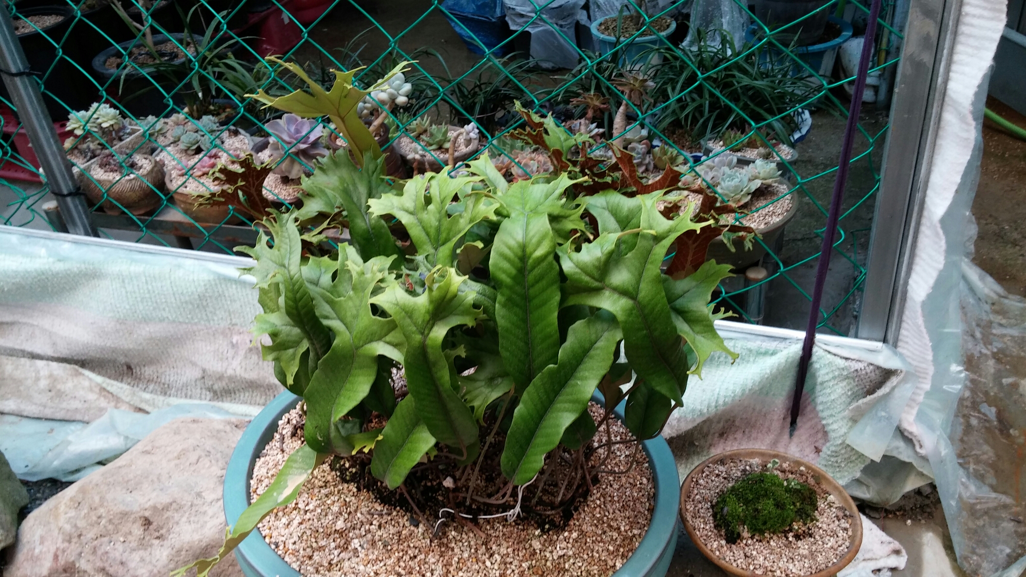 진도야생화 첨부#2