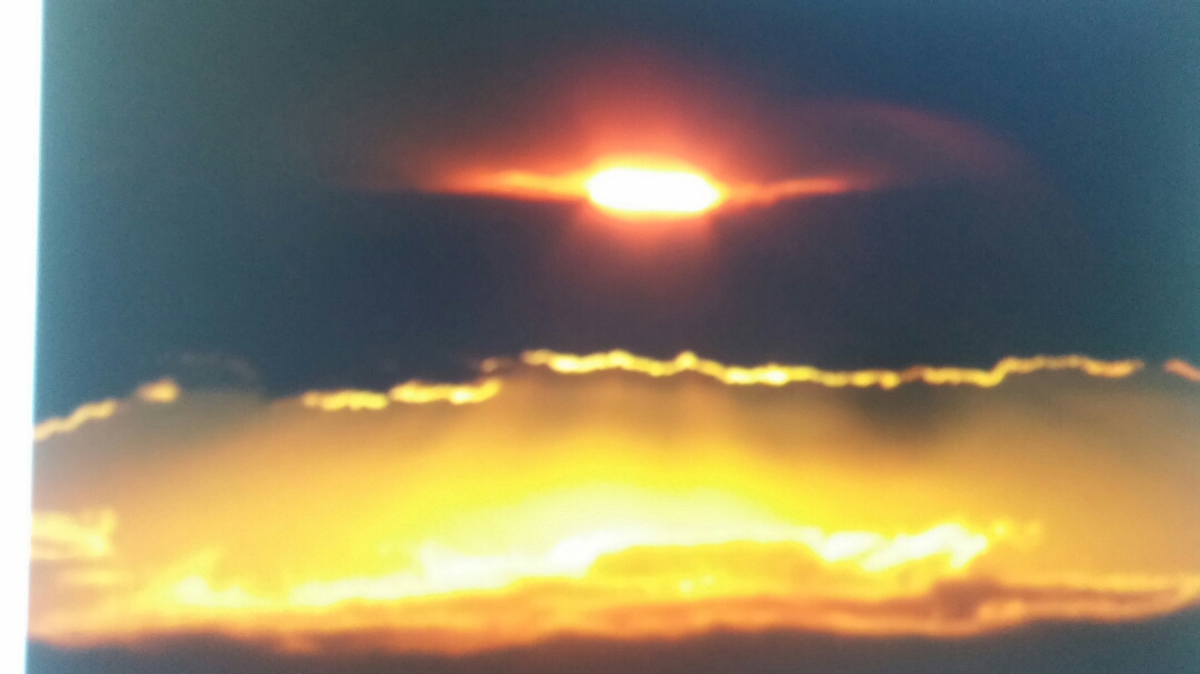 진도야생화 첨부#5