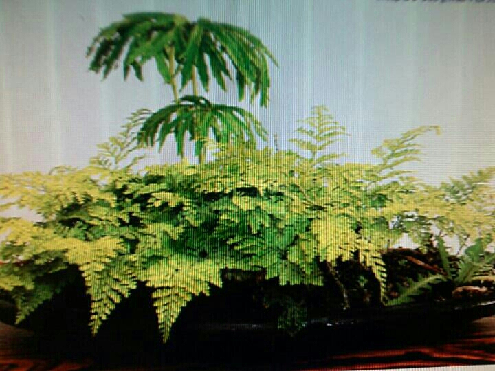 진도야생화 첨부#1