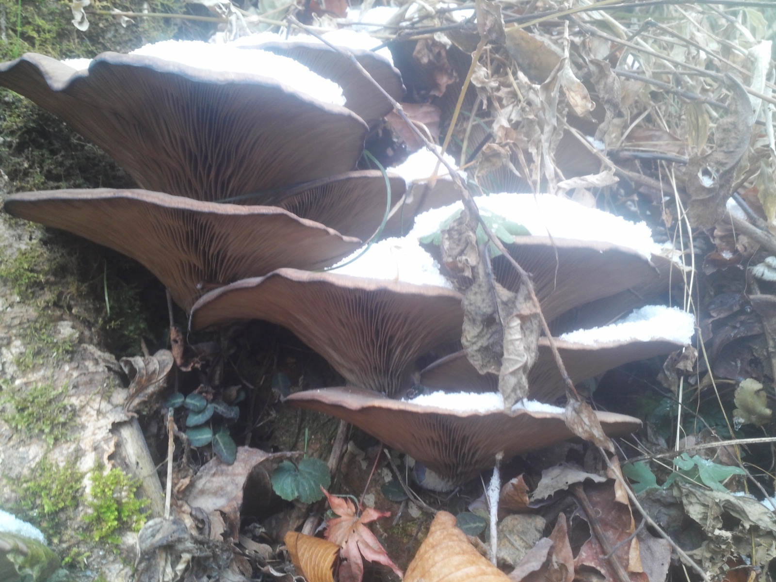 진도야생화 첨부#3